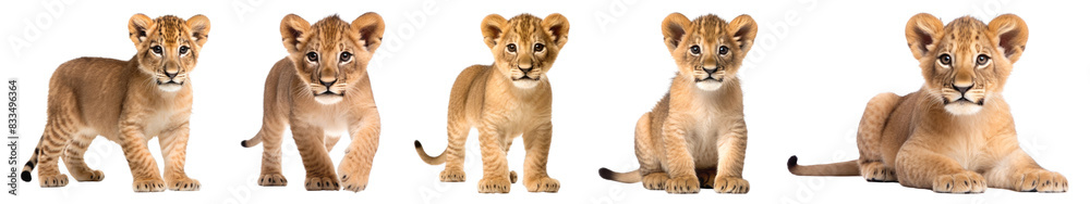 Obraz premium cute lion cub animal set