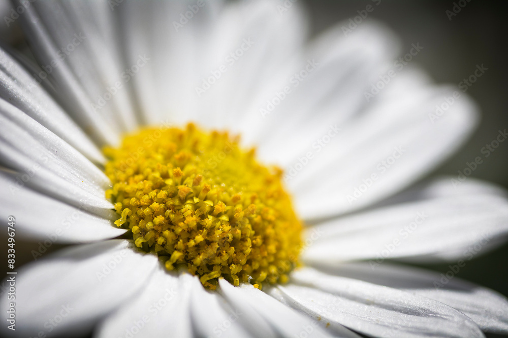 Fototapeta premium Daisy - Gaensebluemchen