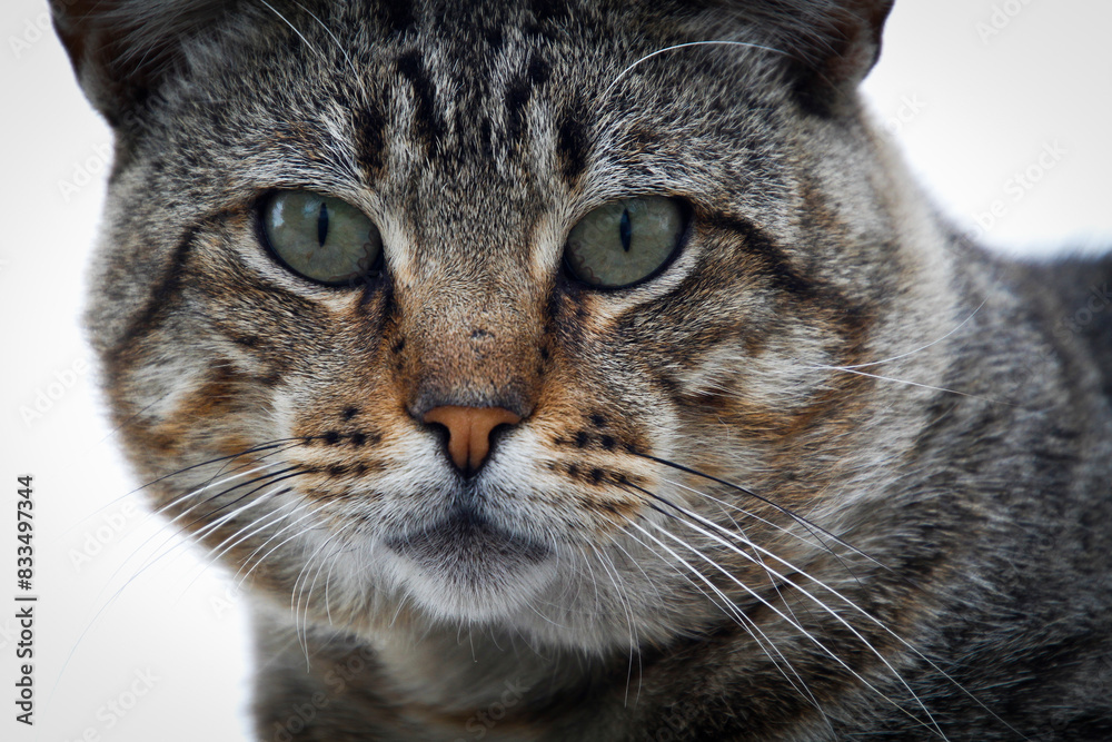 Hauskatze Hauskatze