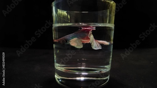 Fish Betta splendens swims in a glass on a black background