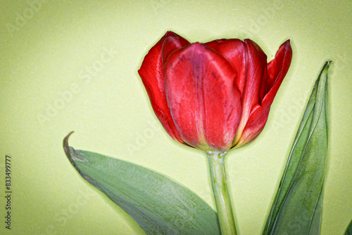 Tulpen photo