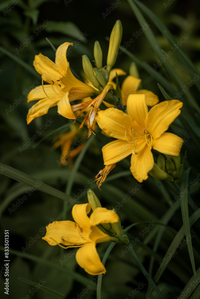 Fototapeta premium Beautiful blooming yellow daylily flower (Hemerocallis) on the lawn close-up 