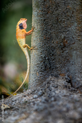 Lizard or Chamaleon on the tree in the wild.