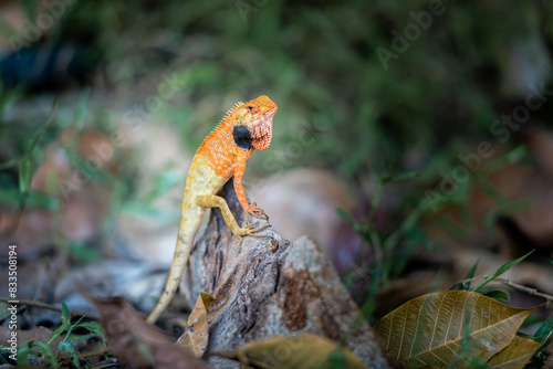 Lizard or Chamaleon on the tree in the wild.