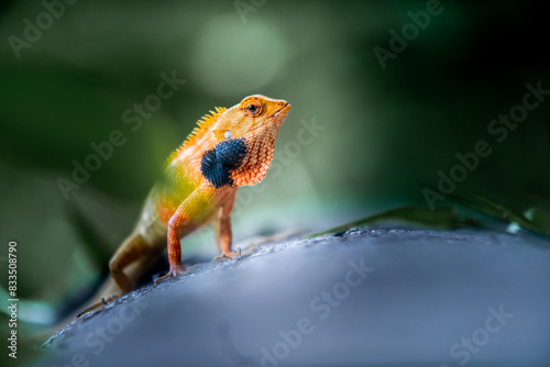 Lizard or Chamaleon on the tree in the wild.