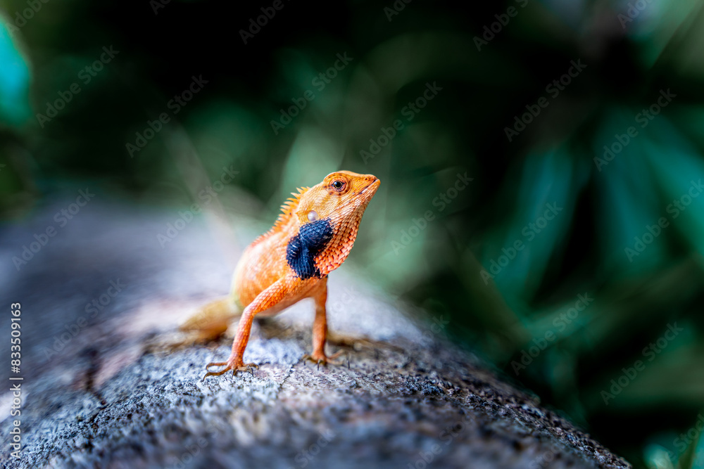 Fototapeta premium Lizard or Chamaleon on the tree in the wild.