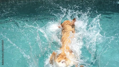 Dog catches ball and happily jumps into pool, splashing water. Jumps accompanied by cheerful splashes, creating playful atmosphere. Splashes of water emphasize joy and energy of fun moment in pool