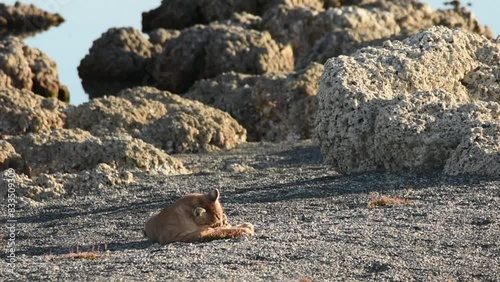 Wild puma resting between big grey rocks near a lake in Patagonia near Torres del Paine National park on sunset. High quality FullHD footage photo