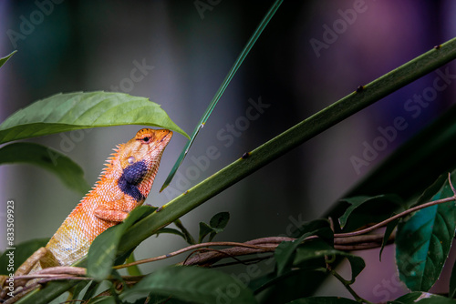 Lizard or Chamaleon on the tree in the wild. photo