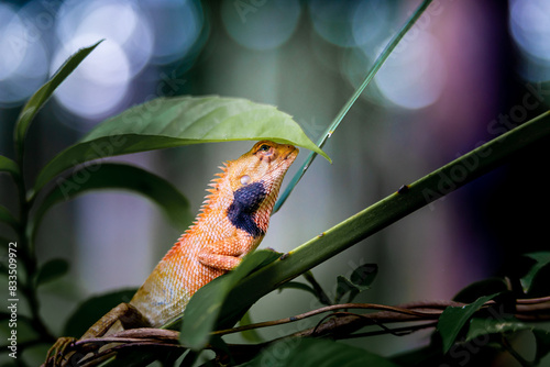 Lizard or Chamaleon on the tree in the wild.