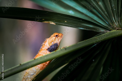 Lizard or Chamaleon on the tree in the wild.