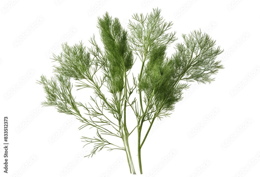 Set of healthy herbs elements Fresh dill isolated on transparent background