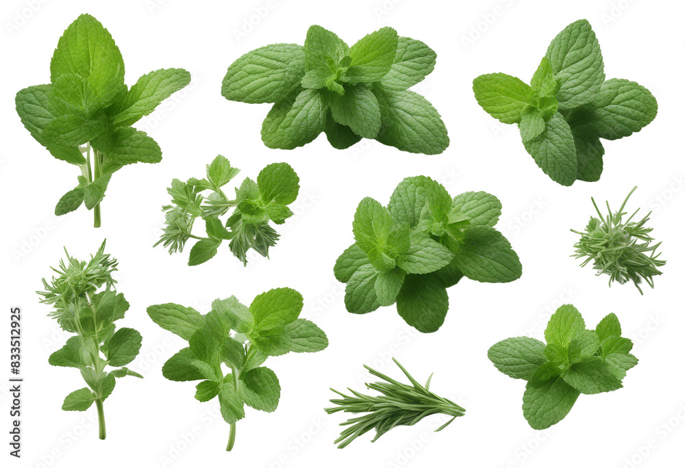 Set of healthy herbs elements Fresh mint isolated on transparent background