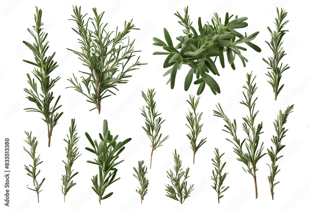 Set of healthy herbs elements Fresh rosemary isolated on transparent background Set of healthy herbs elements Fresh rosemary isolated on transparent background