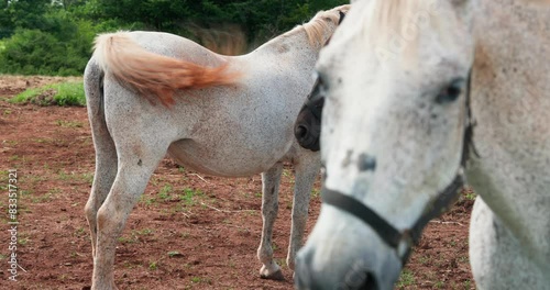 Horses in the countryside of Istra, Croatia