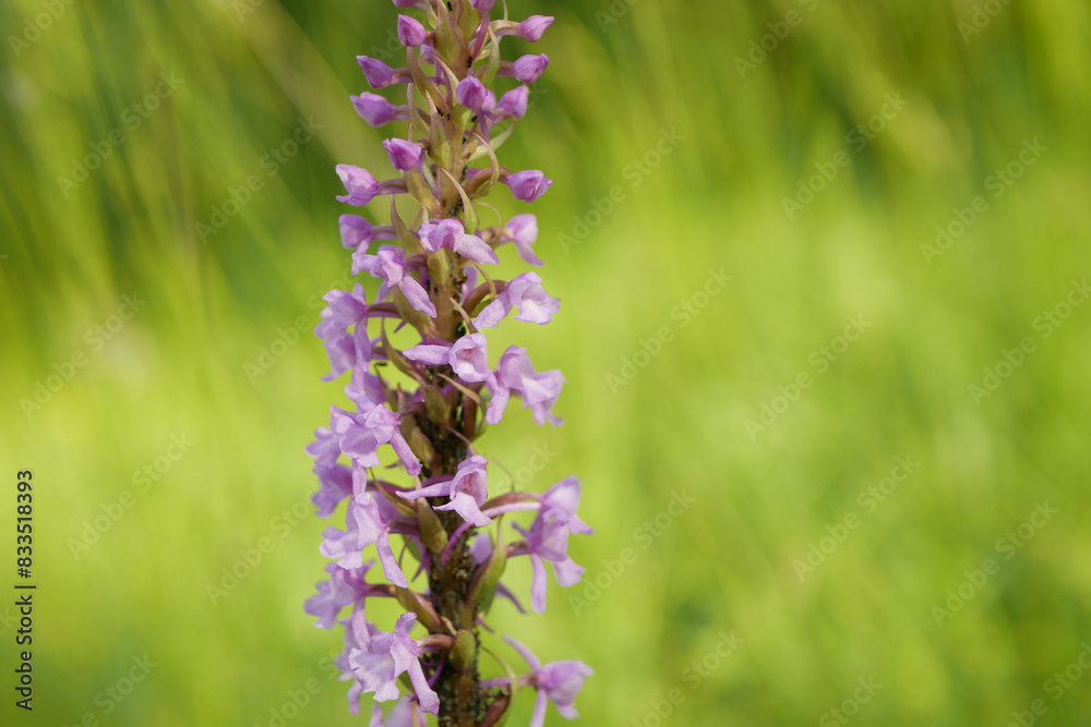 Fragrant orchid, wild orchid chalk plant pink close-up blooms, Gymnadenia conopsea flower, meadow, endangered species blooming, UNESCO biosphere reservation Bile Karpaty White Carpathians nature Fragrant orchid, wild orchid chalk plant pink close-up blooms, Gymnadenia conopsea flower, meadow, endangered species blooming, UNESCO biosphere reservation Bile Karpaty White Carpathians nature