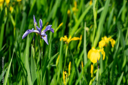 Rare Purple Iris Flower Surrounded By Yellow Flag Iris