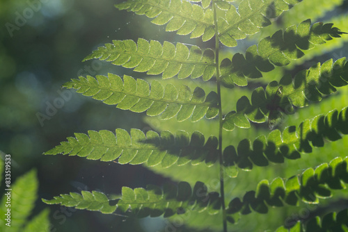 Wallpaper Mural Light Play In Forest Through Green Ferns Illumination And Shadows Torontodigital.ca