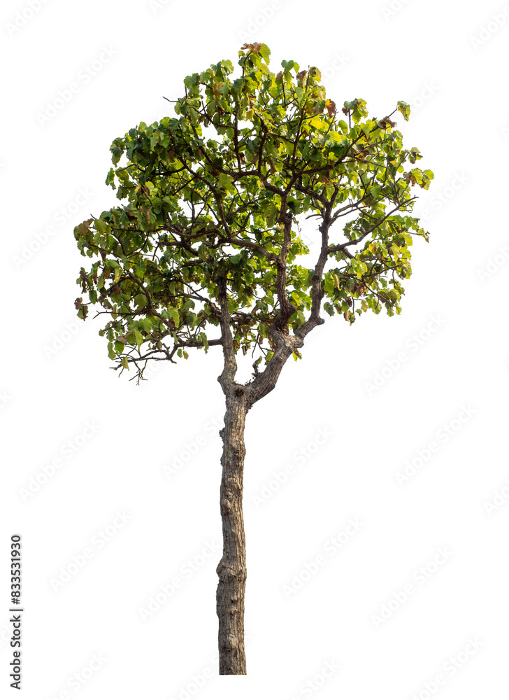 Green tree isolated on transparent background with clipping path and alpha channel. Green tree isolated on transparent background with clipping path and alpha channel.