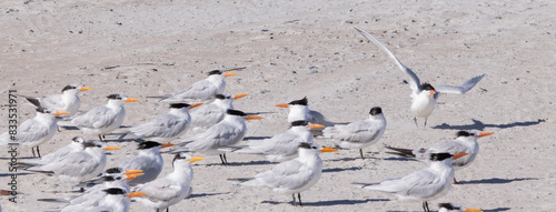 Seagull on the beach