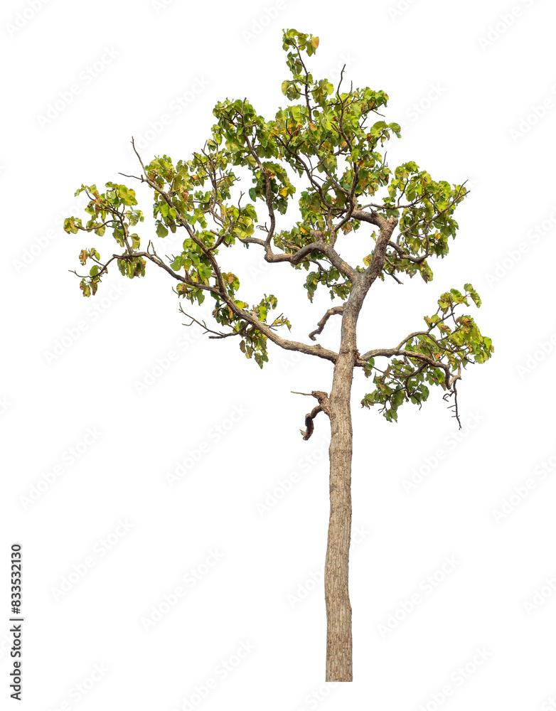 Green tree isolated on transparent background with clipping path and alpha channel. Green tree isolated on transparent background with clipping path and alpha channel.