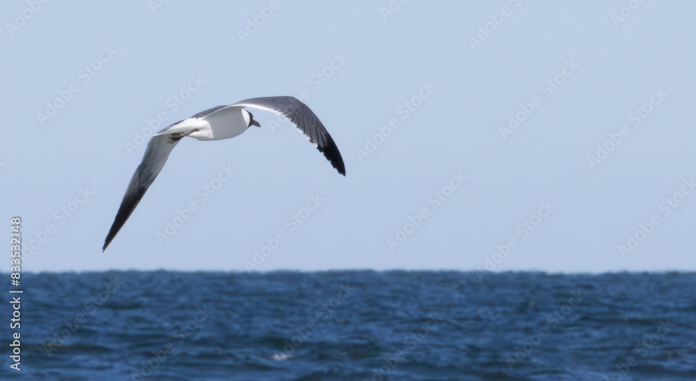 Seagull flying over the ocean Seagull flying over the ocean
