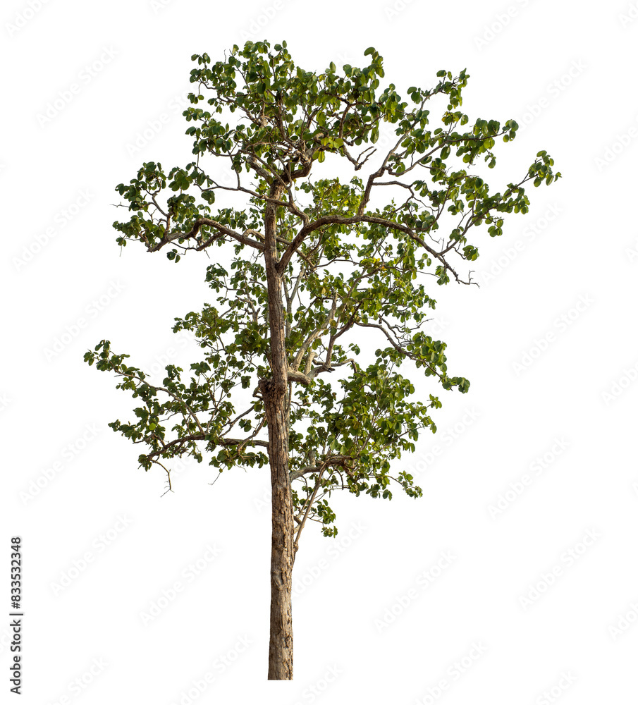 Green tree isolated on transparent background with clipping path and alpha channel.