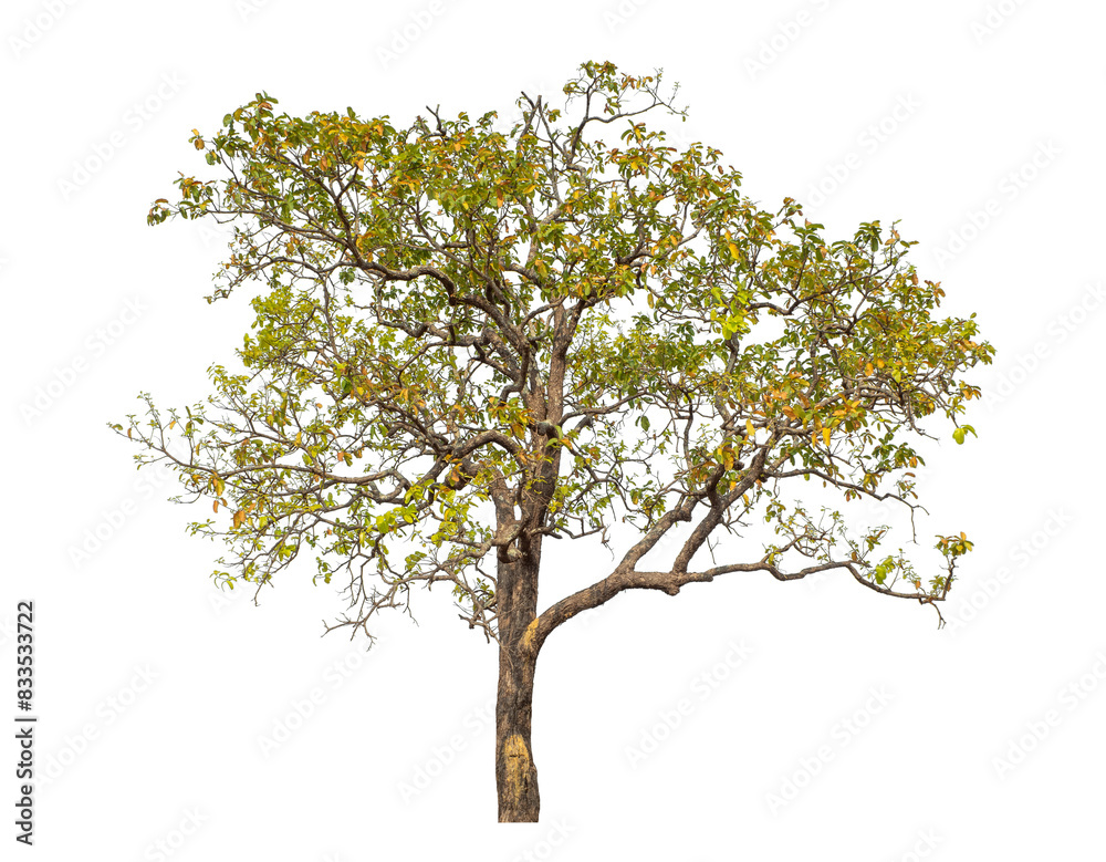 Tree isolated on transparent background with clipping path and alpha channel. Tree isolated on transparent background with clipping path and alpha channel.