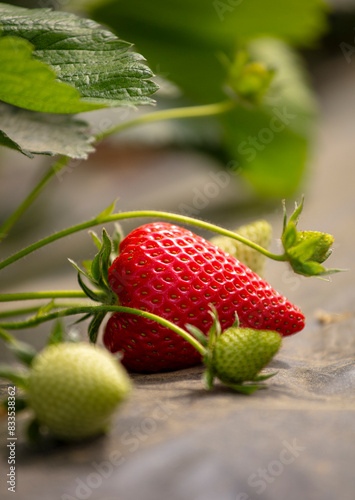 Culture de fraise rouge et fruit vers au pied d un fraisier.