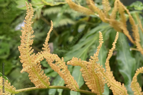 Closeup on exotic arrangement of spores in rare type of osmunda banksiifolia fern in the jungle with rusty-brown fertile spikes texture.