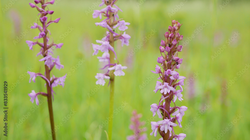 Obraz premium Fragrant orchid, wild orchid chalk plant pink blooms detail, Gymnadenia conopsea flower, meadow, endangered close-up blooming, UNESCO biosphere reservation Bile Karpaty White Carpathians nature