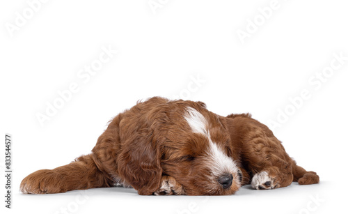 Cute tuxedo Labradoodle aka Cobberdog pup, laying down fast asleep. Eyes closed. Isolated on a white background.