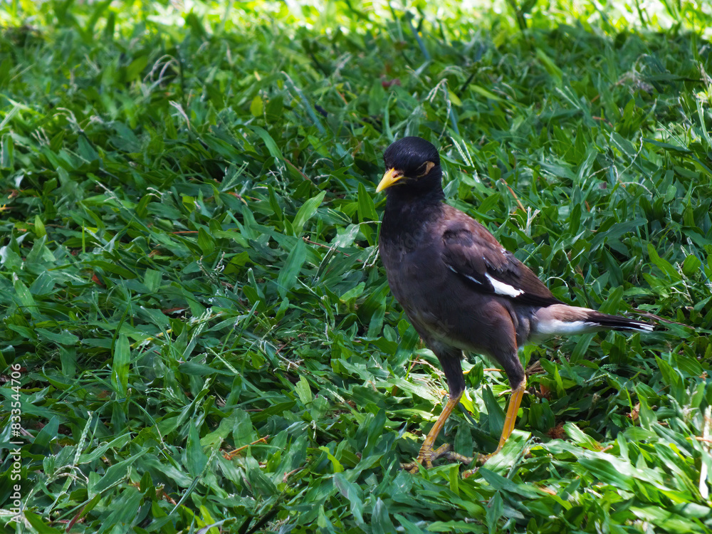 Obraz premium カバイロハッカ(インドハッカ)