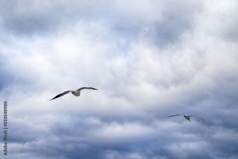 flying seagulls in cloudy sky flying seagulls in cloudy sky
