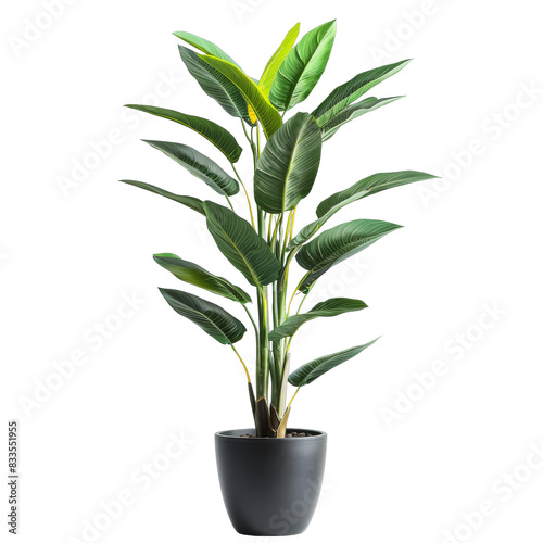 [Transparent Background PNG]Green indoor plant in a pot on a transparent background