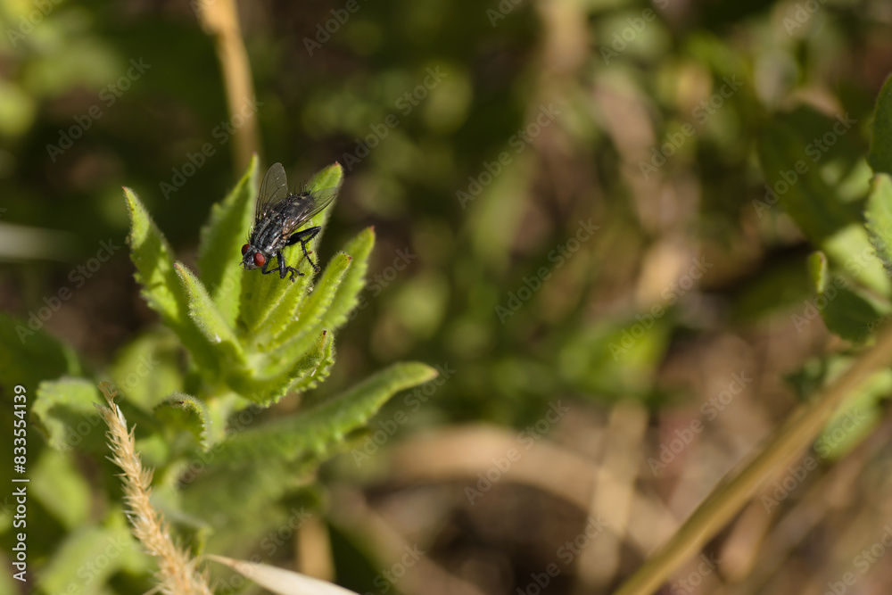 insect, animal, nature, closeup, fauna, spring, light, plant, st insect, animal, nature, closeup, fauna, spring, light, plant, st