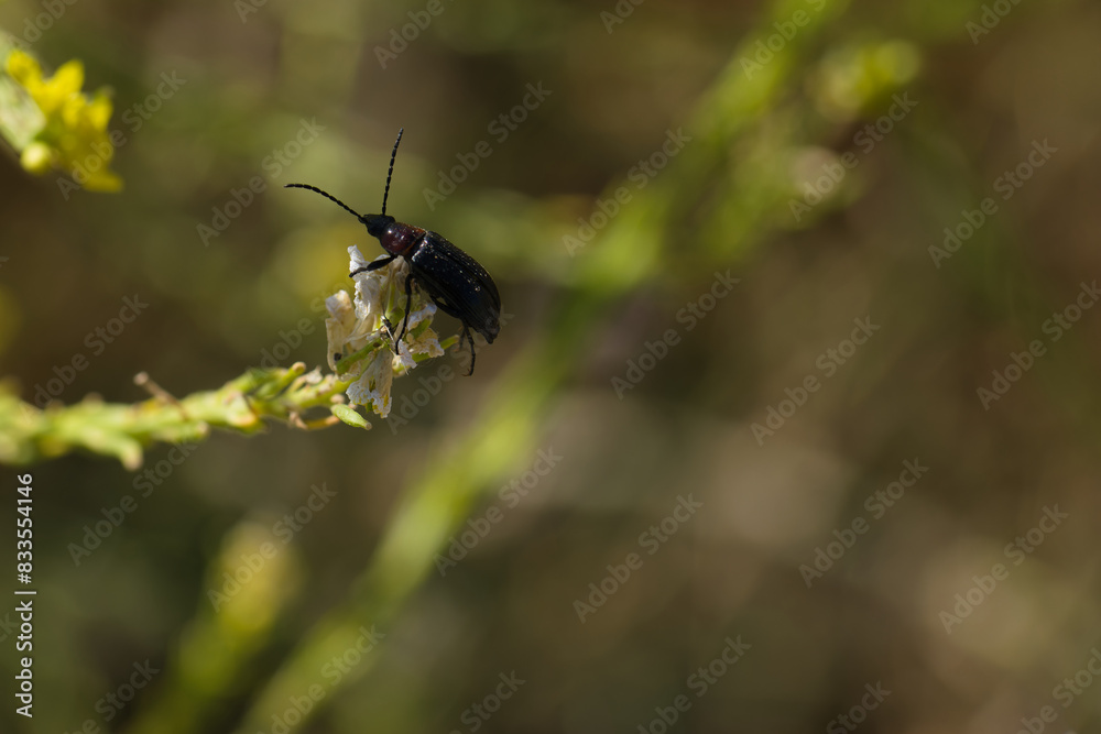 insect, animal, nature, closeup, fauna, spring, light, plant, st insect, animal, nature, closeup, fauna, spring, light, plant, st