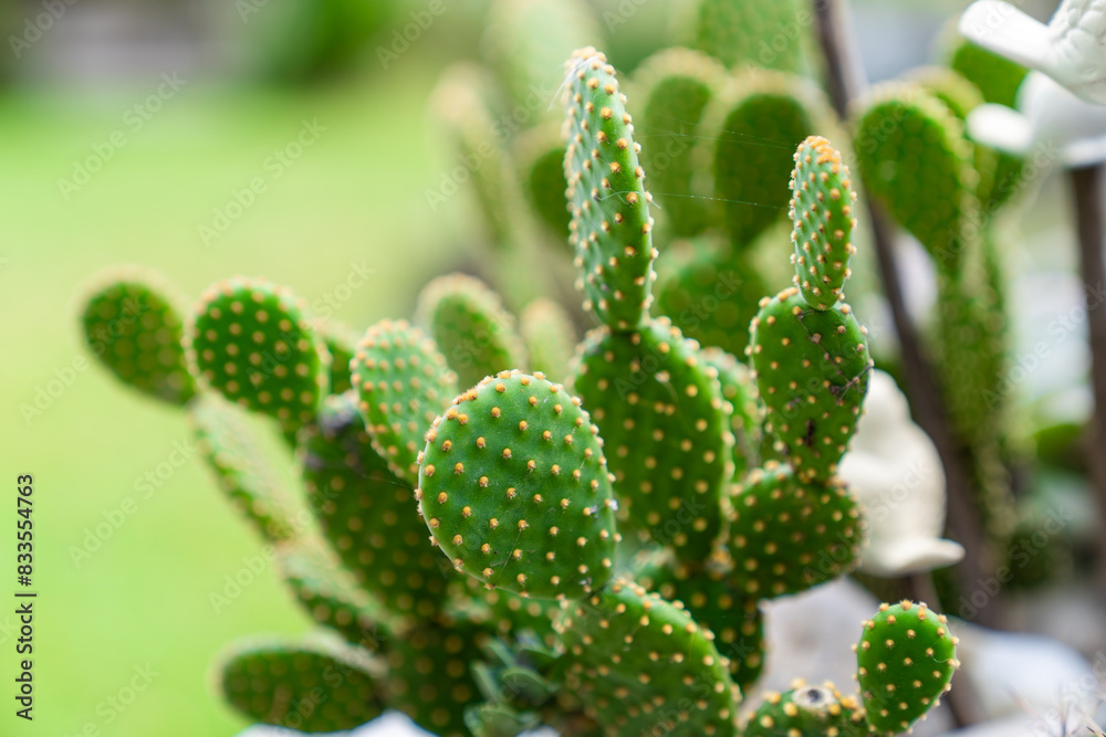 Close up view of cactus plant in the garden. Close up view of cactus plant in the garden.