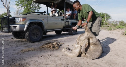 Close-up. Tourists sittiting on a 4x4 vehicle watching as their safari guide discusses interesting facts about an elephant skull