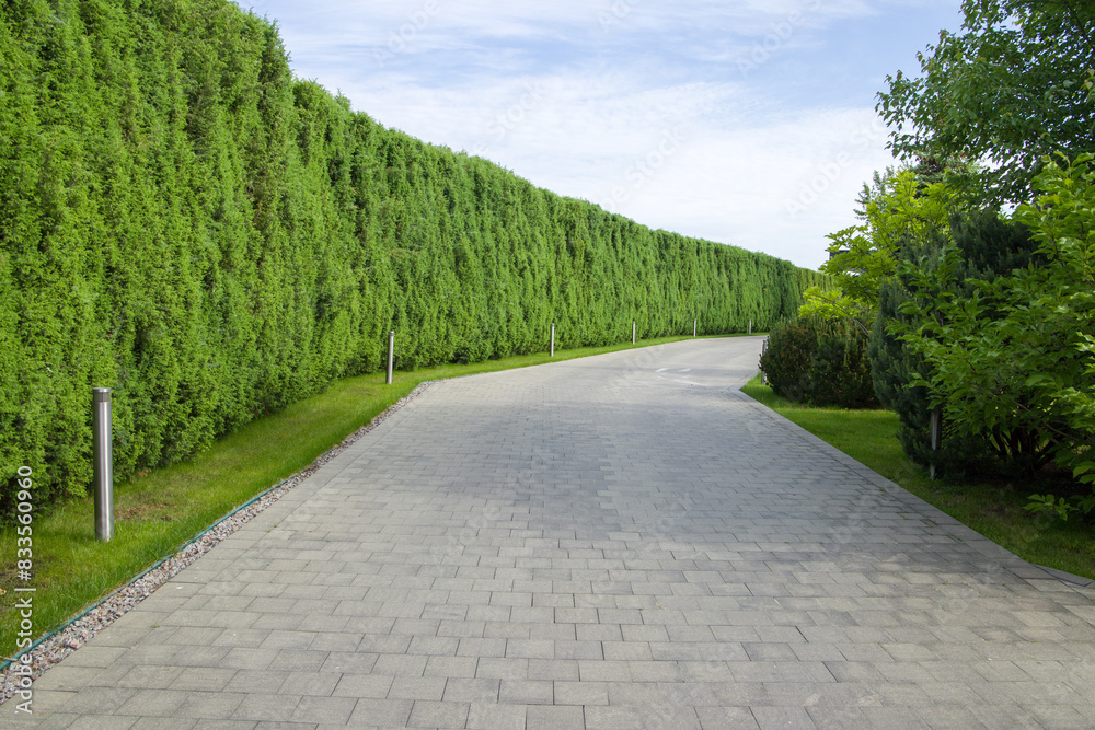 A green hedge of Thuja Brabant along the road
