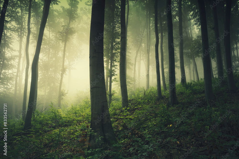 green nature woods landscape, misty forest in the morning