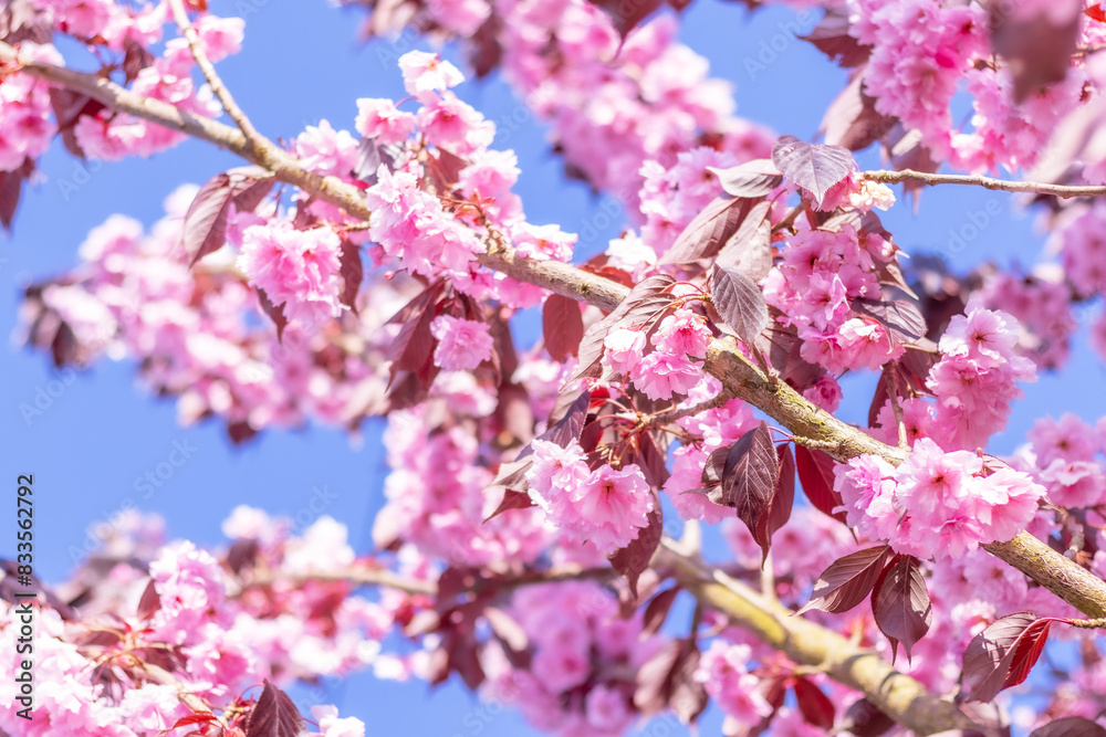 pink cherry blossom tree, sakura in sun spring day