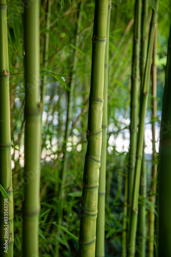 Foret de bambou    feuillage persistant dans un jardin naturel en France