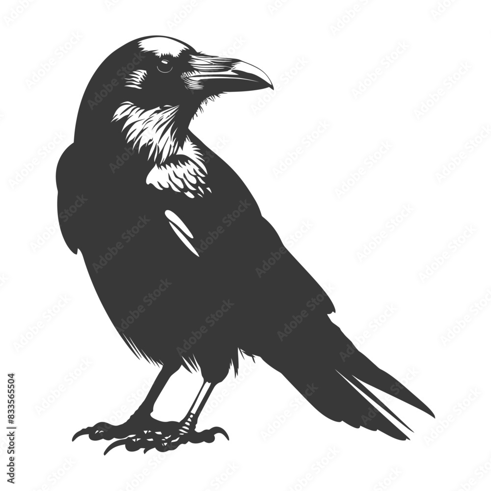 Obraz premium silhouette raven animal full body black color only