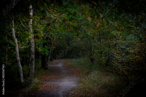 A winding path through the forest  lined with trees and fallen leaves on the ground  creates a serene and natural landscape