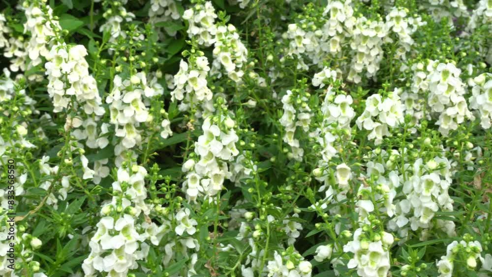 White Flower in Queen Sirikit Botanic Gardens Chiang mai Thailand - Plant and Flower Footage White Flower in Queen Sirikit Botanic Gardens Chiang mai Thailand - Plant and Flower Footage