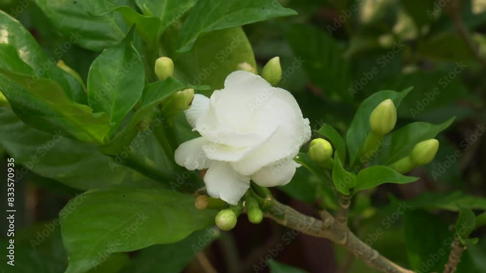 White Jasmine Flower - Close-up on Jasmine Tree is a genus of shrubs and vines in the olive family of Oleaceae this fragrant and beautiful flower is full of mystery and virtues. In Chiang Mai Thailand White Jasmine Flower - Close-up on Jasmine Tree is a genus of shrubs and vines in the olive family of Oleaceae this fragrant and beautiful flower is full of mystery and virtues. In Chiang Mai Thailand