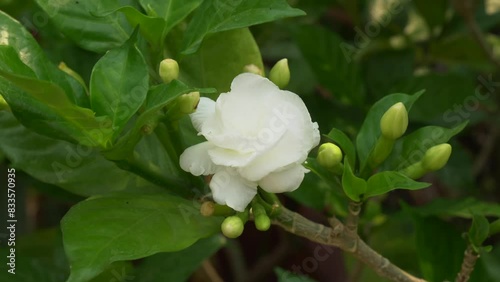 White Jasmine Flower - Close-up on Jasmine Tree is a genus of shrubs and vines in the olive family of Oleaceae this fragrant and beautiful flower is full of mystery and virtues. In Chiang Mai Thailand