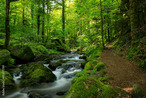 Fototapeta Naklejka Na Ścianę i Meble -  river in the forest