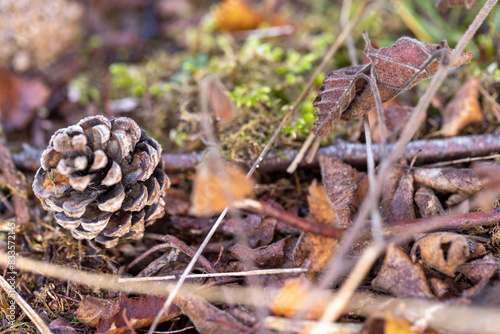 A pine cone is resting on the earth, encircled by foliage and moss, blending in seamlessly with the natural landscape around it